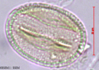 Eschweilera andina - lame n° 29438